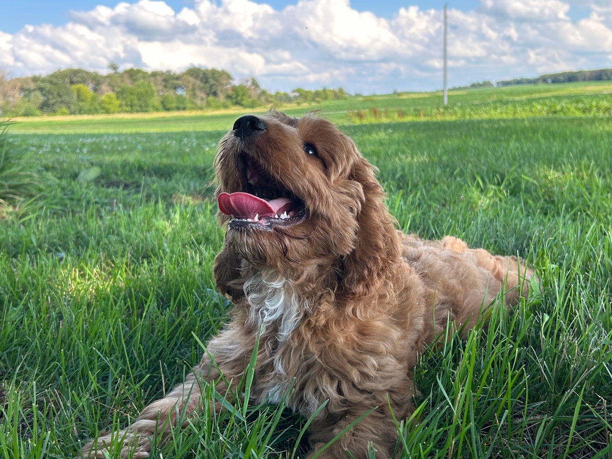 Female Cockapoo Puppy for Sale DOB 3-27-2026 $950